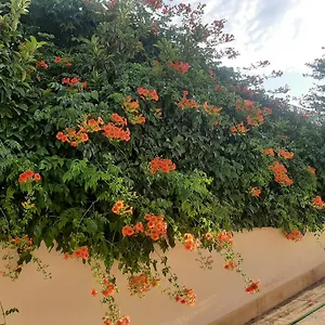 Bed & Breakfast The Orange Groove Bari